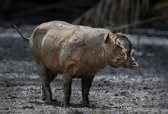 246 North Sulawesi babirusa (Babyrousa celebensis) - Sulawesi Indonesia
