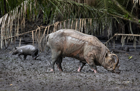 247 North Sulawesi babirusas (Babyrousa celebensis) - Sulawesi Indonesia