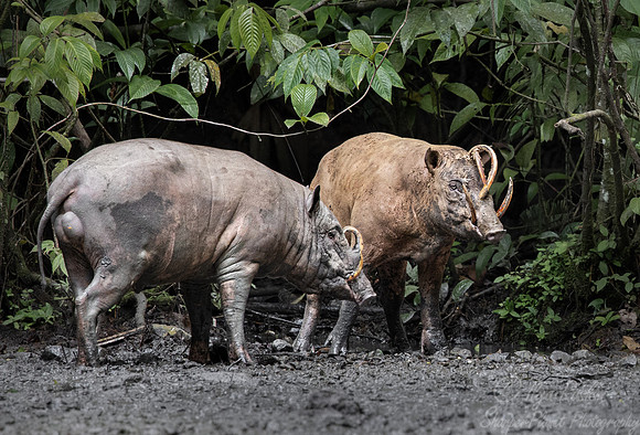 249 North Sulawesi babirusas (Babyrousa celebensis) - Sulawesi Indonesia