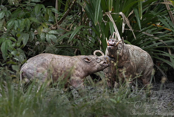 250 North Sulawesi babirusas (Babyrousa celebensis) - Sulawesi Indonesia