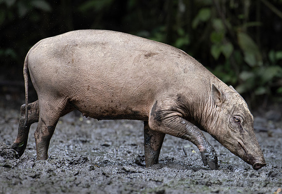 251 North Sulawesi babirusa (Babyrousa celebensis) - Sulawesi Indonesia
