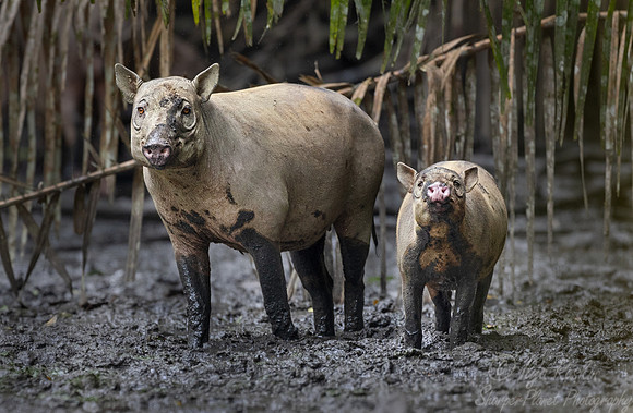 252 North Sulawesi babirusas (Babyrousa celebensis) - Sulawesi Indonesia