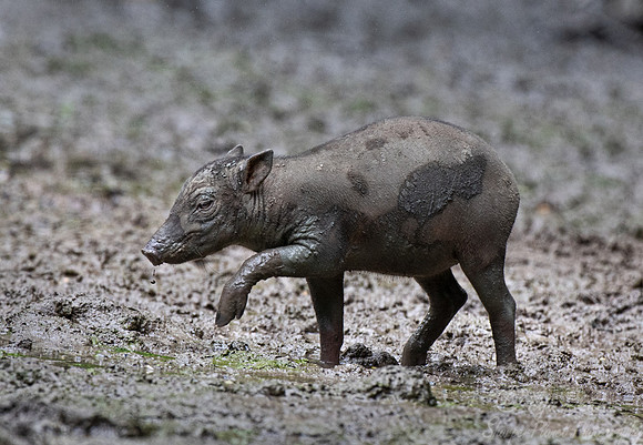 254 North Sulawesi babirusa piglet (Babyrousa celebensis) - Sulawesi Indonesia