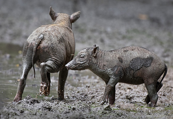 255 North Sulawesi babirusas (Babyrousa celebensis) - Sulawesi Indonesia