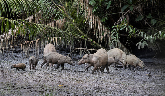256 North Sulawesi babirusas (Babyrousa celebensis) - Sulawesi Indonesia