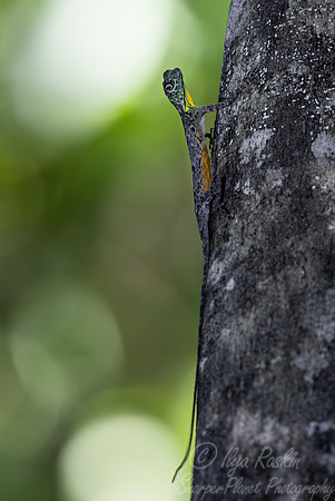 1175 Sulawesi lined gliding lizard (Draco spilonotus) - Sulawesi Indonesia
