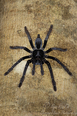 1044 Sulawesi giant black earth tiger tarantula (Lampropelma carpenteri) - Sulawesi Idonesia
