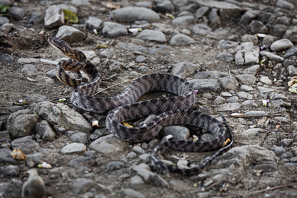1174 Brown tree snake (Boiga irregularis) - Sulawesi Indonesia