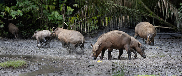 257 North Sulawesi babirusas (Babyrousa celebensis) - Sulawesi Indonesia