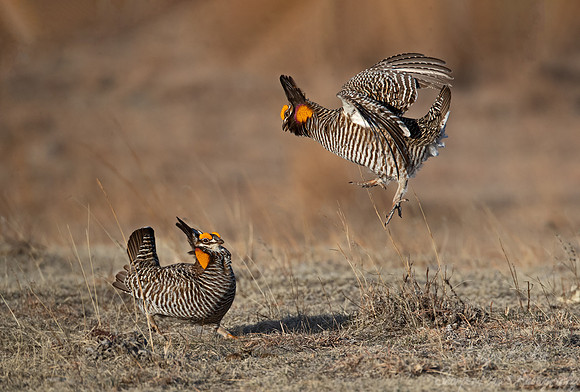 034 Greater prairie chickens (Tympanuchus cupido) - CO