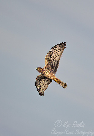 081 Red-shouldered Hawk (Buteo lineatus) - NJ