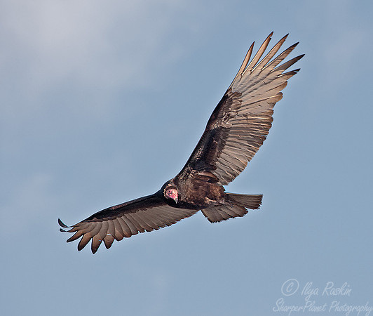080 Turkey Vulture (Cathartes aura) FL