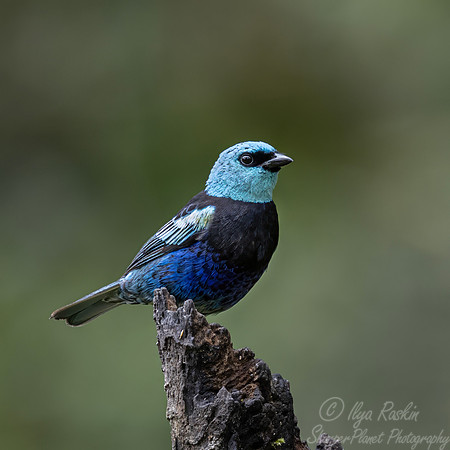 667 Blue-necked tanager (Stilpnia cyanicollis) - Ecuador