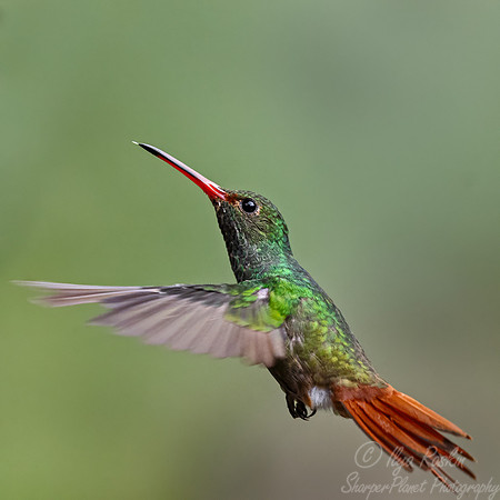 540 Rufous-tailed hummingbird (Amazilia tzacatl) - Ecuador