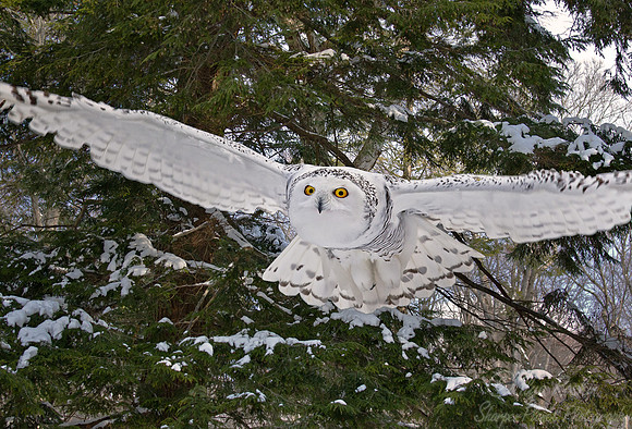 097 Snowy Owl (Bubo scandiacus) -  MA