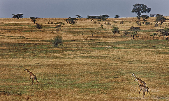 070_Giraffes_Tanzania