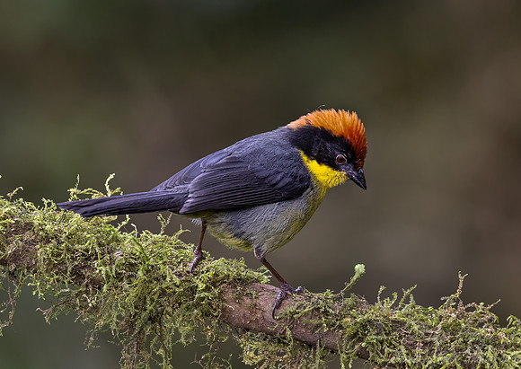 713 Yellow-breasted brushfinch (Atlapetes latinuchus)