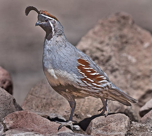 003 Gambel's Quail male - AZ
