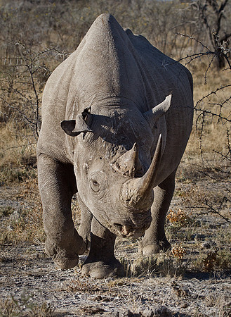 053 Black Rhinoceros (Diceros bicornis) - Etosha Namibia