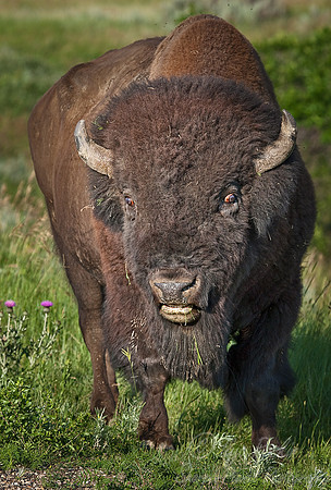 009_American bison (Bison bison)_T Roosevelt NP_ND