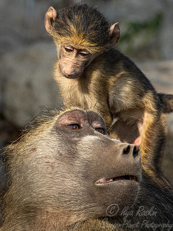 216 Chacma baboons (Papio ursinus) - Botswana