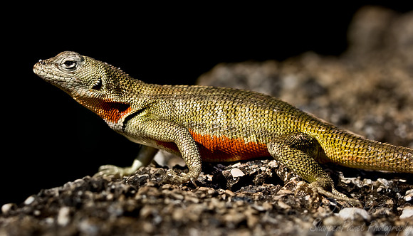 028_Lava Lizard_Ecuador