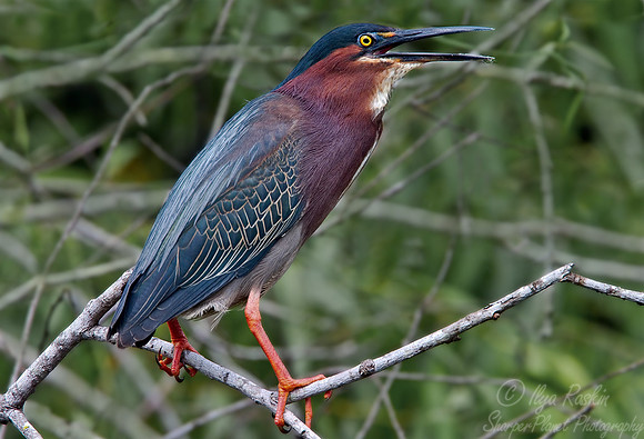 023_Green Heron_FL