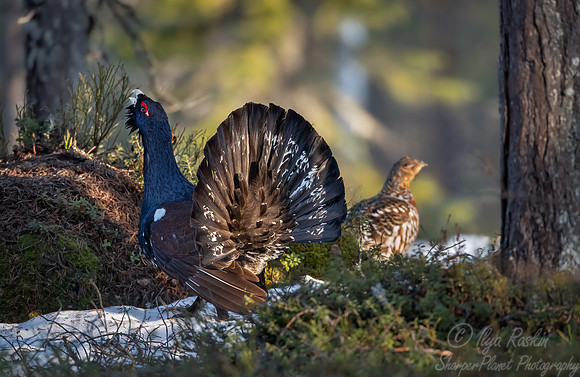 072 Capercaillie (Tetrao urogallus) - Finland