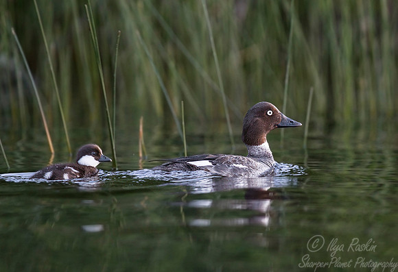 126 Goldeneye or whistler (Bucephala clangula) - Maine