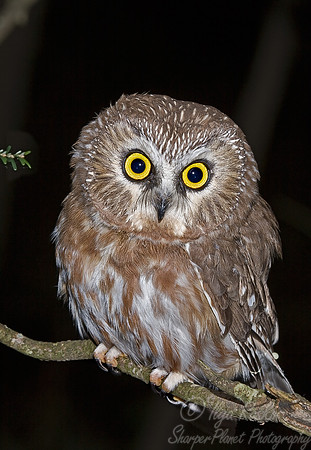064 Northern Saw-wheet Owl - WV