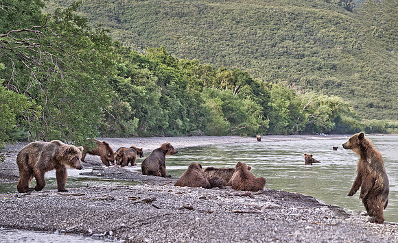 007 Brown Bear (Ursus arctos) - Kamchatka Russia