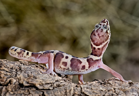 009_Banded Gecko