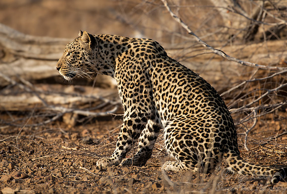 217-224 Leopard (Panthera pardus) - Botswana