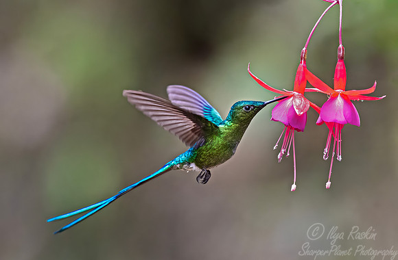 457 Long-tailed sylph male (Aglaiocercus kingii) - Colombia cloud forest