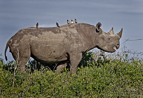045_Black Rhinoceros_South Afirca