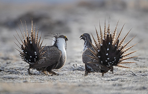 054 Greater sage-grouse (Centrocercus urophasianus) - CO
