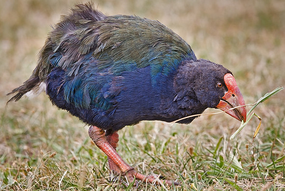 004 Takahe_New Zealand