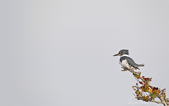 027 Belted Kingfisher (Megaceryle alcyon) FL