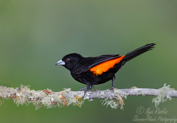 539 Flame-rumped tanager male (Ramphocelus flammigerus) - Colombia cloud forest