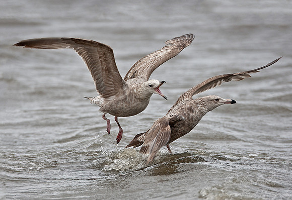 025 Immature Glaucous Gulls (Larus hyperboreus) - DE
