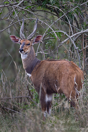 093 Bushbuck  (Tragelaphus scriptus) Masai Mara Kenya