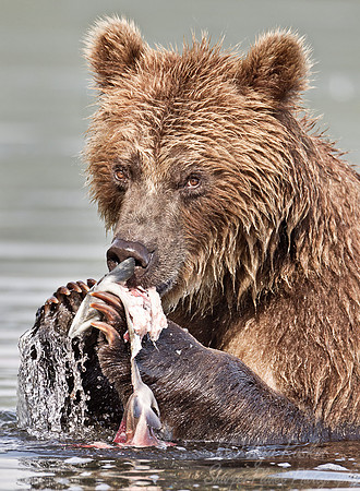 020 Brown Bear (Ursus arctos) - Kamchatka Russia