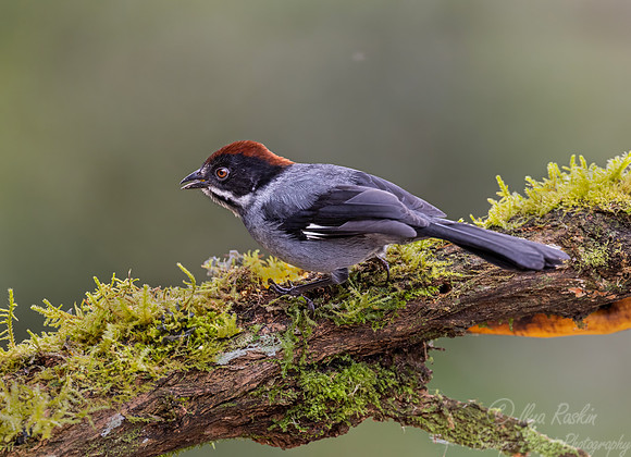 534 Slaty brushfinch (Atlapetes schistaceus) - Colombia cloud forest