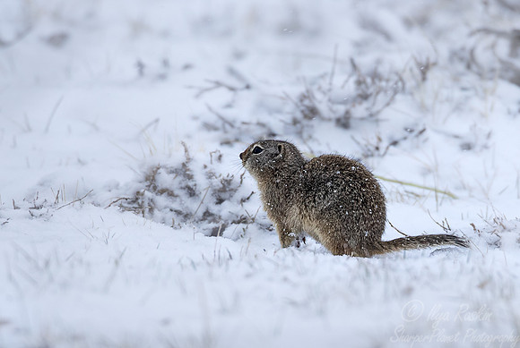 215 Wyoming ground squirrel (Urocitellus elegans) - CO