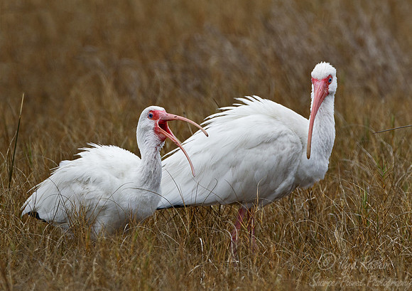 100 American White Ibis (Eudocimus albus) FL