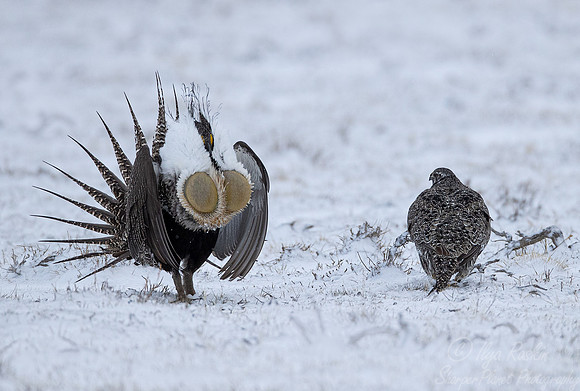 047 Greater sage-grouse (Centrocercus urophasianus) - CO