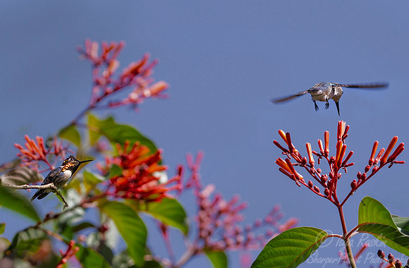 054 Bee Hummingbird(Mellisuga helenae) - Cuba