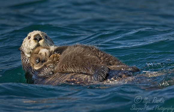 002_Sea Otter (Enhydra lutris)_Katmai_AK