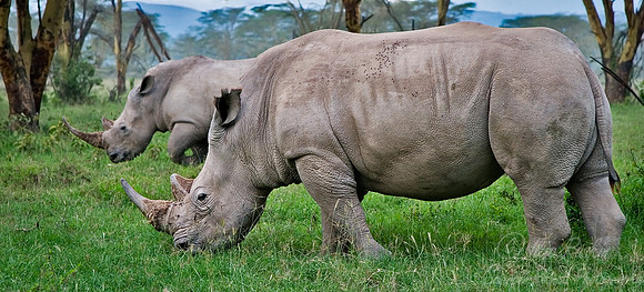 028_White Rhinoceroses_Kenya