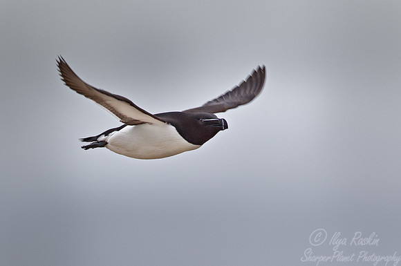 038 Razorbill (Alca torda) - ME